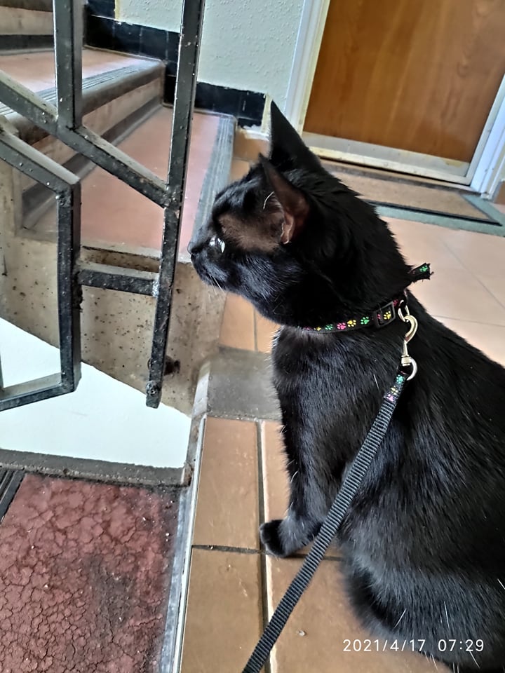 Mária